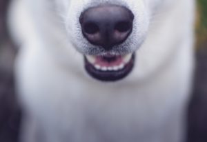 Read more about the article California Dog Bite Settlement Amounts