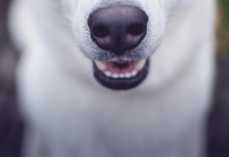 Attorney preparing a client for a dog bite deposition in California