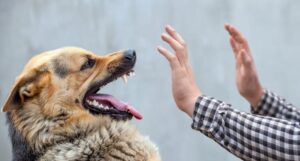 Two Hands Pushing Away An Angry Dog
