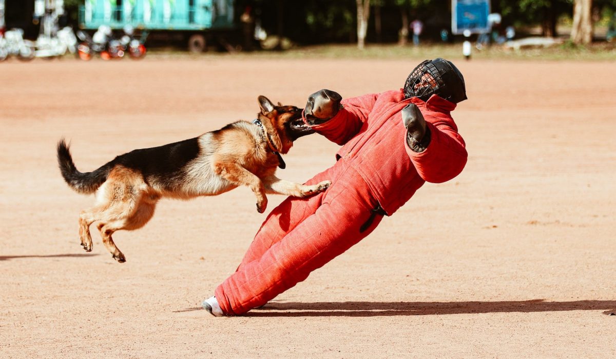 German Shepard Attacking A Man In A Dog Bite Protection Suit